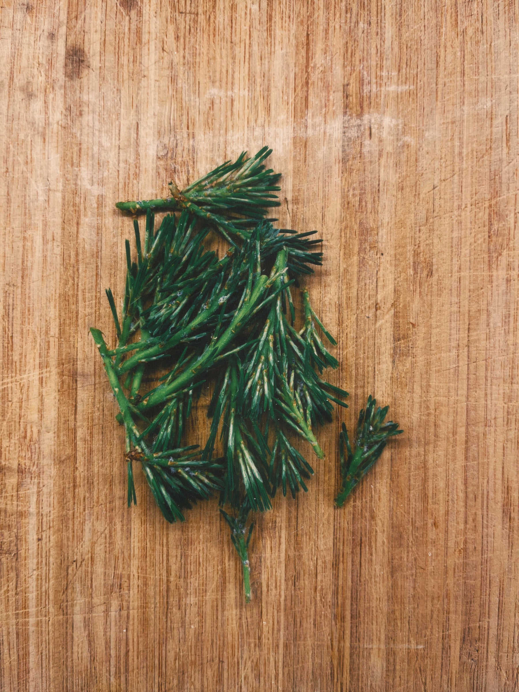 How Lodestar Began: Spruce Tip Yeast Water & Wild Sourdough