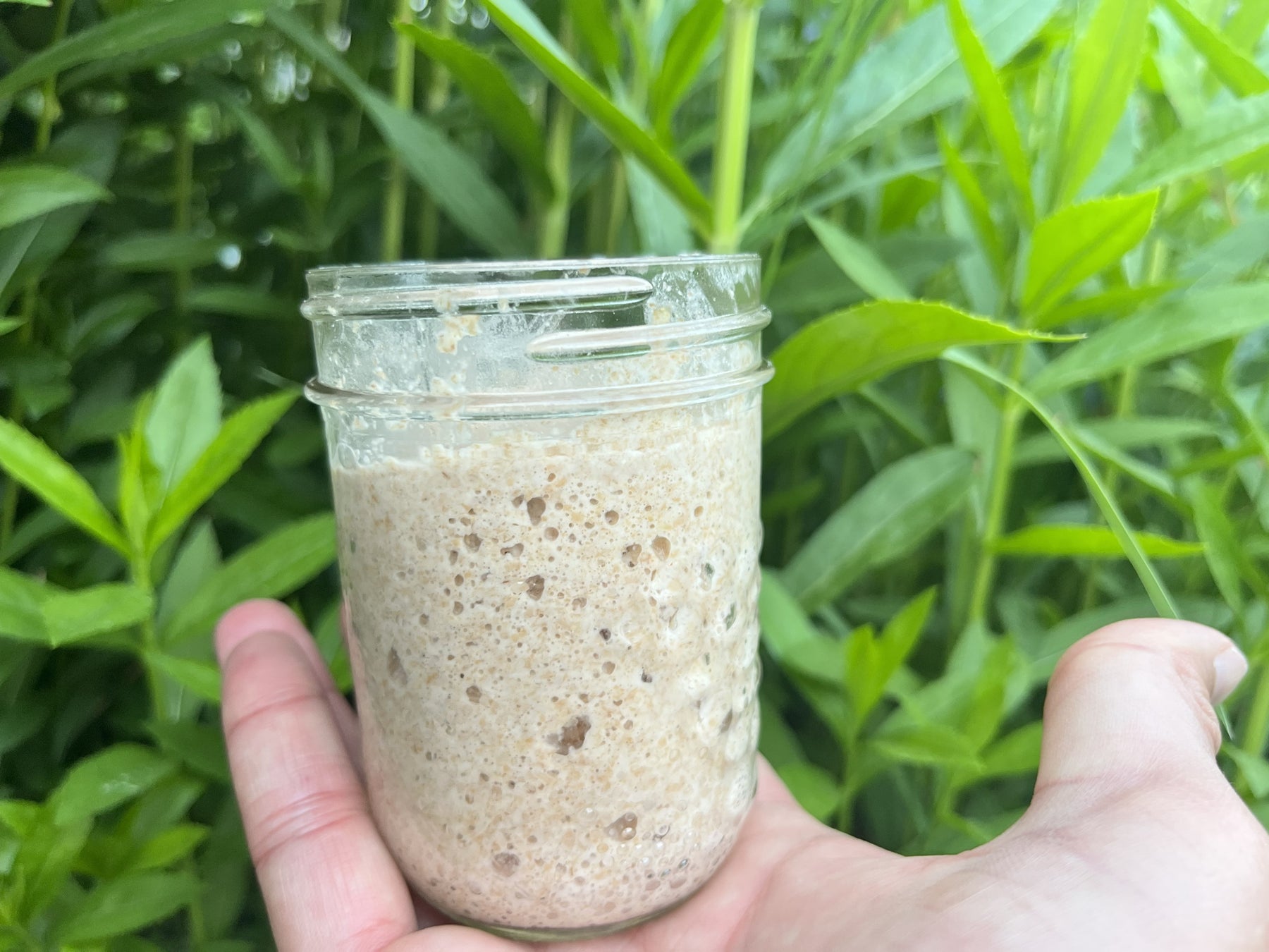 Ishpatina Wild Yeast Sourdough Starter