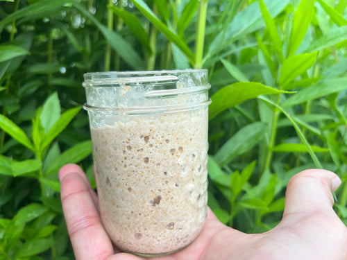 Gatineau Park Dehydrated Sourdough Starter