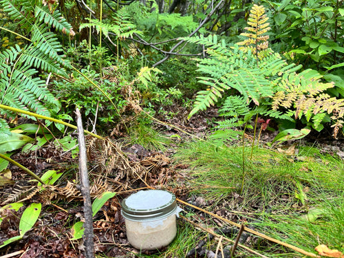 Ishpatina Ridge Dehydrated Sourdough Starter